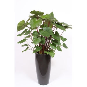 Homalomena 'Maggy' in Santorini pot 