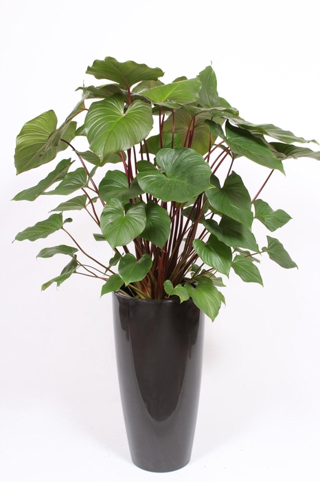 <h4>Homalomena 'Maggy' in Santorini pot "antraciet"</h4>