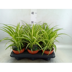 Chlorophytum com. 'Variegatum'