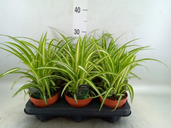 <h4>Chlorophytum com. 'Variegatum'</h4>