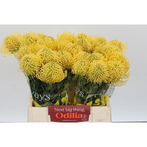 LEUCO CO HIGH GOLD