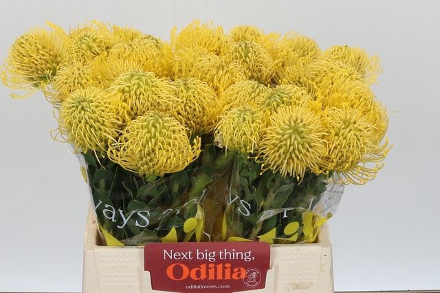 <h4>LEUCO CO HIGH GOLD</h4>
