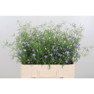 Nigella Bos Blue Stars