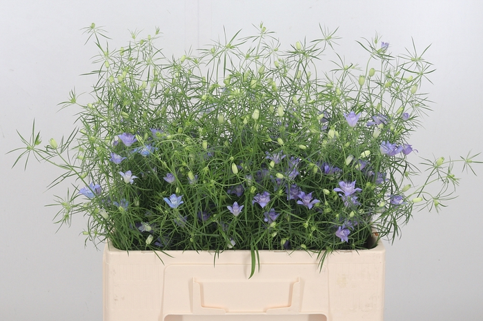 <h4>Nigella Bos Blue Stars</h4>