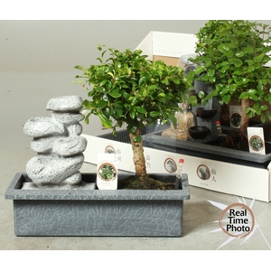 BONSAI GEM