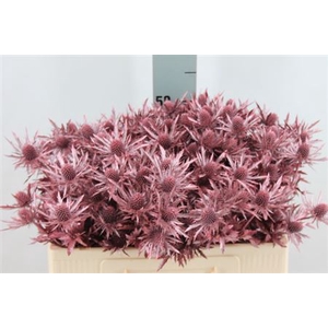 Eryngium Klb Metallic Red X60