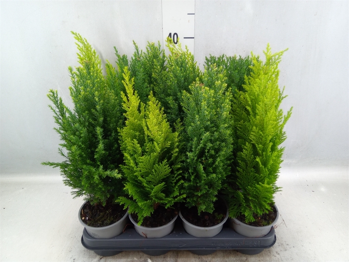 <h4>Conifers   ...mix</h4>