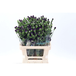 Dianthus TR 'Florigene Moonvelvet'