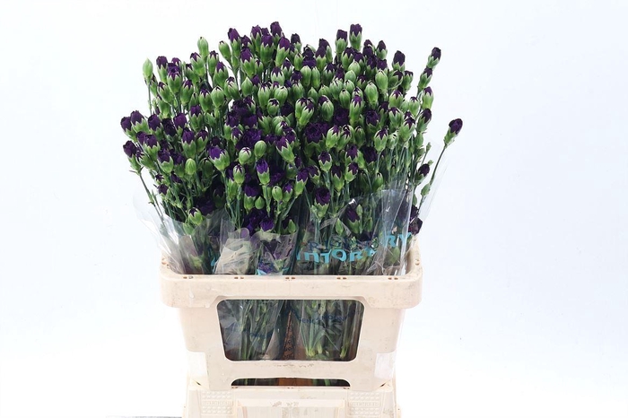 <h4>Dianthus TR 'Florigene Moonvelvet'</h4>