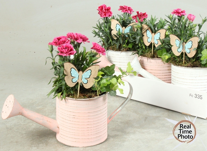 <h4>ARR TUINPLANTEN</h4>