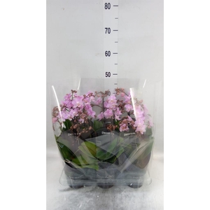 Phalaenopsis multi.   ...rose