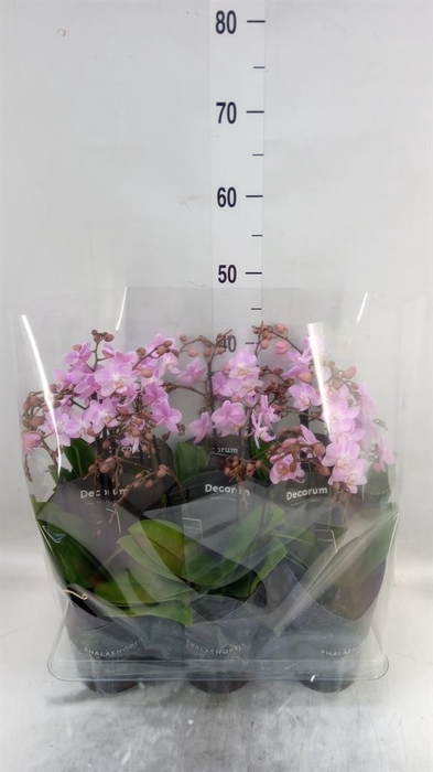 <h4>Phalaenopsis multi.   ...rose</h4>