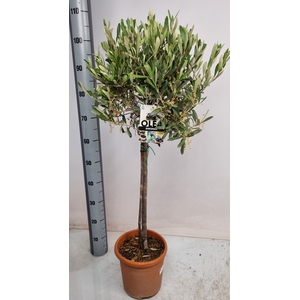OLEA EUROPAEA