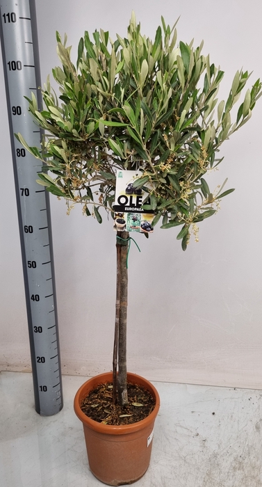 <h4>OLEA EUROPAEA</h4>