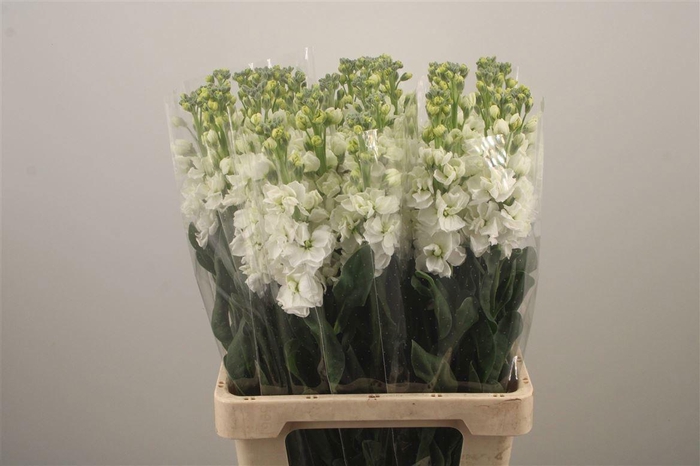 <h4>MATTH IRON WHITE</h4>