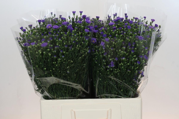 <h4>Aster Casamare</h4>