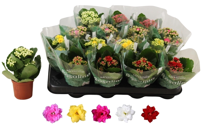 <h4>KAL GE RO GEM 5 KL</h4>