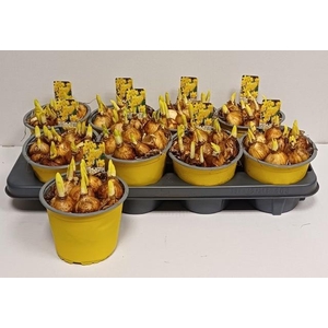 !! PROMO !! NARCISSUS TETE A TETE P14