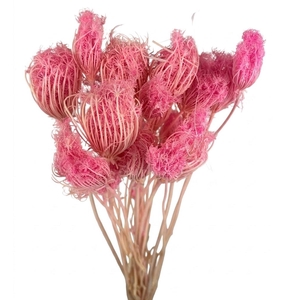 Dried Bleached Ammi Majus Pink