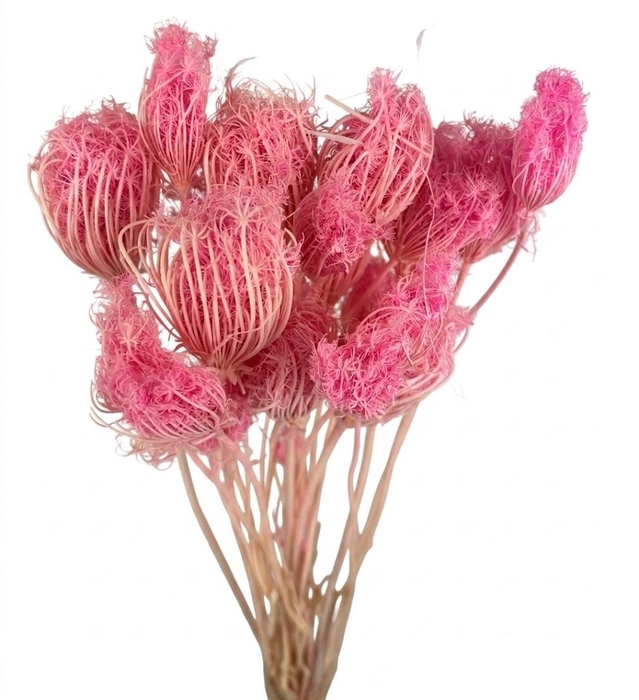 Dried Bleached Ammi Majus Pink