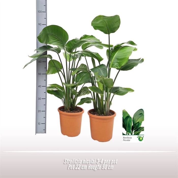 <h4>Strelitzia nicolai 3-4 per pot</h4>