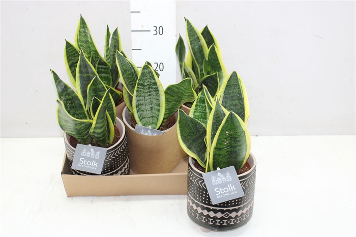 <h4>Sansevieria Tr Futura Superba Maya Keramiek</h4>