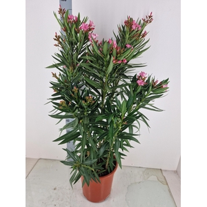 NERI OLEANDER