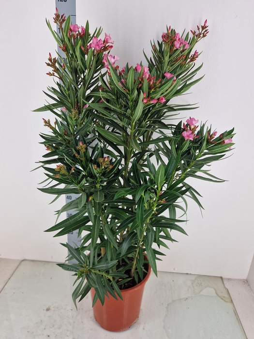 <h4>NERI OLEANDER</h4>