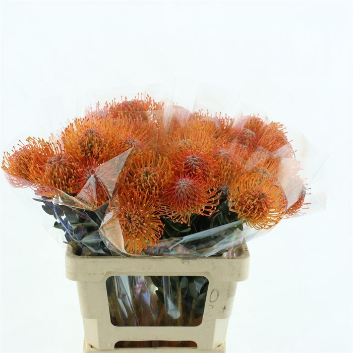 <h4>Leuco Ayoba Sun</h4>