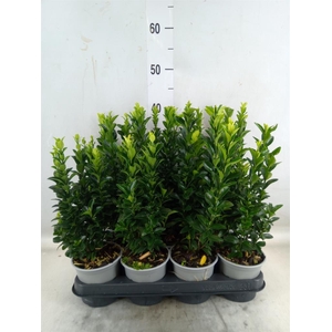 Euonymus japon. 'Green Spire'