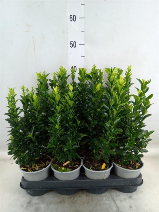 <h4>Euonymus japon. 'Green Spire'</h4>