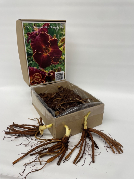 <h4>BOLBLOEMEN OV</h4>