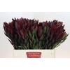 Leucadendron Saf Sunset Dark Red