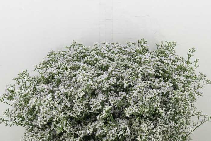 <h4>Lim White Neto</h4>