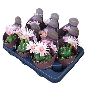 GYMNOCALYCIUM HORSTII - POT Ø 10,5 - COLLECTION WITH POTCOVER (CACTUS)