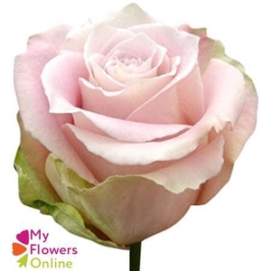 R Gr Faith Pink 40cm EC