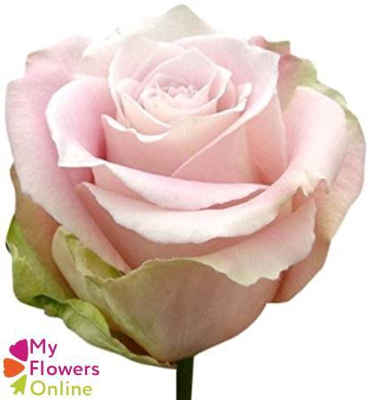 <h4>R Gr Faith Pink 40cm EC</h4>