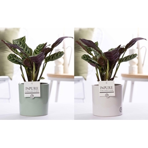 Ctenanthe Burle Marxii in P&PURE Essential ceramics ass. 2