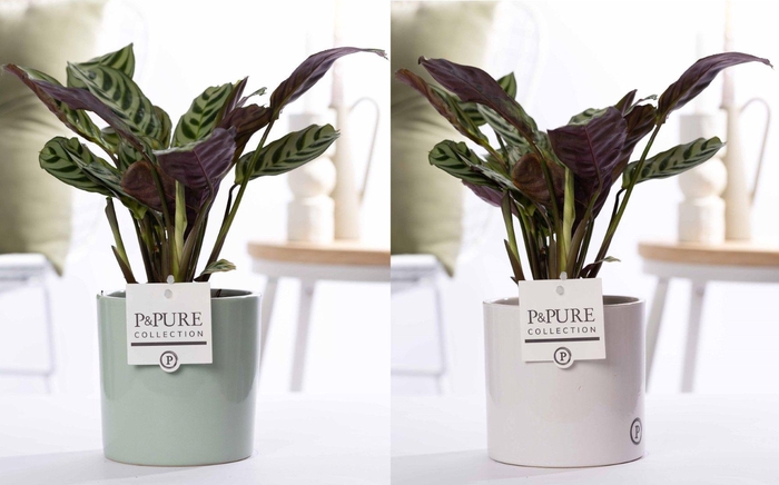 <h4>Ctenanthe Burle Marxii in P&PURE Essential ceramics ass. 2</h4>
