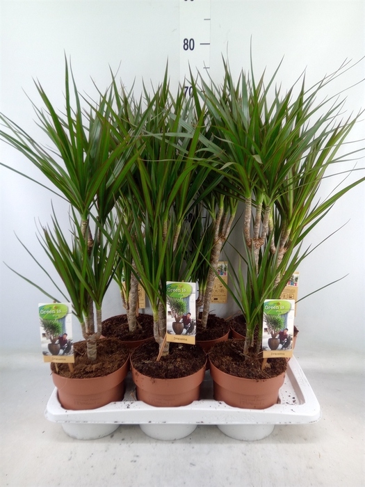 <h4>Dracaena marg.</h4>