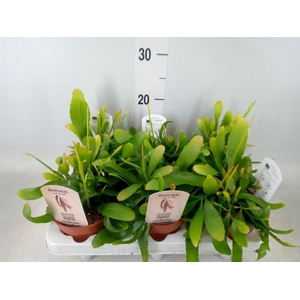 Rhipsalis   ...
