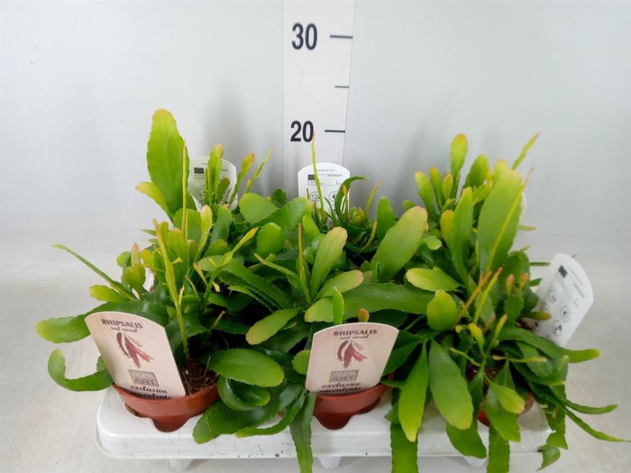 <h4>Rhipsalis   ...</h4>