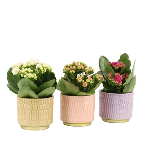 7502521: Solutionss Contradiction Kalanchoe