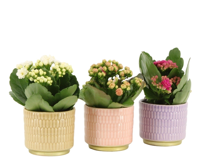 <h4>7502521: Solutionss Contradiction Kalanchoe</h4>