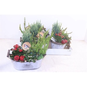 ARR TUINPLANTEN