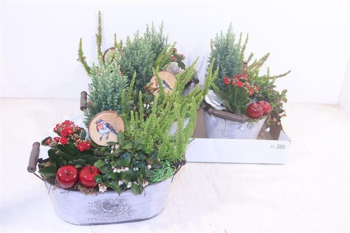 <h4>ARR TUINPLANTEN</h4>