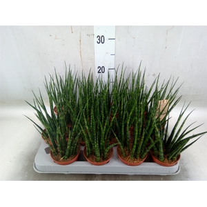 Sansevieria  'Fernwood'