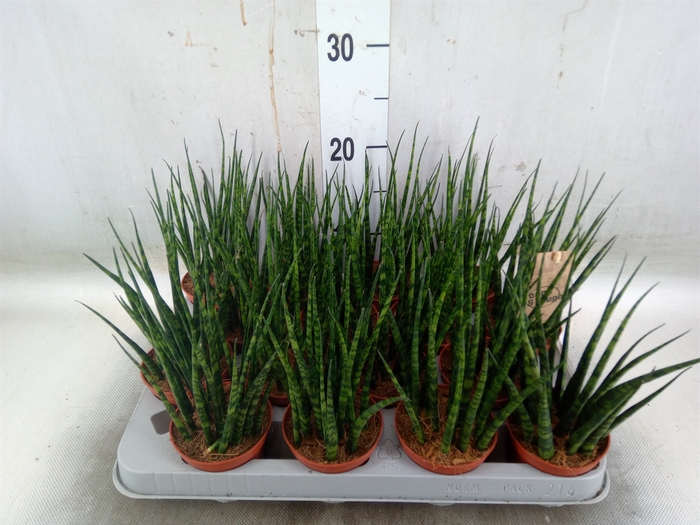 <h4>Sansevieria  'Fernwood'</h4>