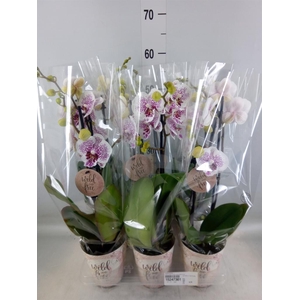 Phalaenopsis   ...