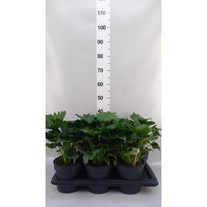 Dieffenbachia seg. 'Reeva'